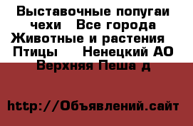 Выставочные попугаи чехи - Все города Животные и растения » Птицы   . Ненецкий АО,Верхняя Пеша д.